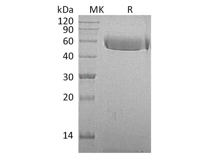 Валидация Elabscience PKSQ050063(5432)