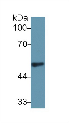 10259