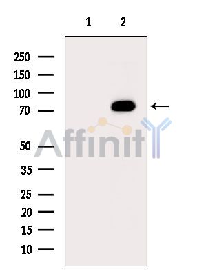 Валидация Affinity DF15146 - 11410
