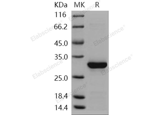 Валидация Elabscience PKSH030982(1796)