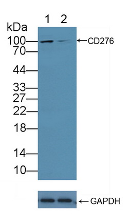 12114