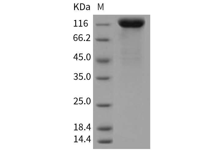 Валидация Elabscience PKSR030233(5590)
