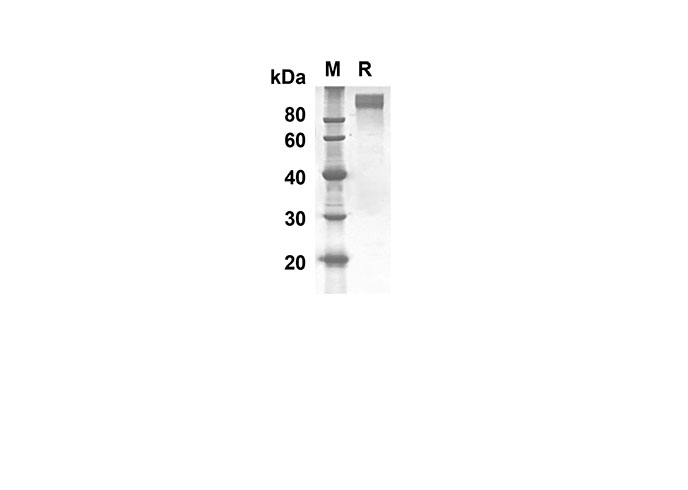 Валидация Elabscience PDMH100217(844)