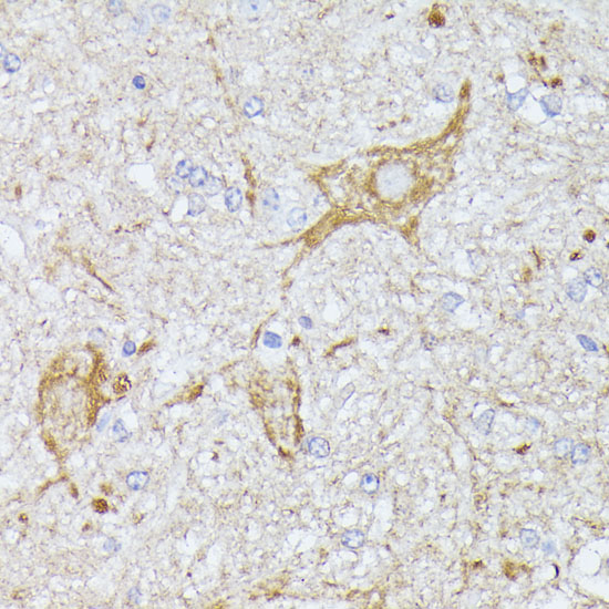 Валидация Elabscience E-AB-65996