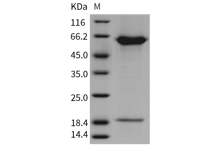Валидация Elabscience PKSR030410(5745)