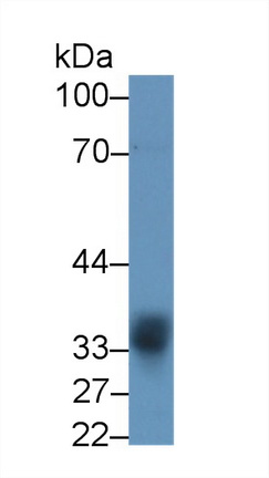 14100