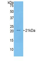 4298