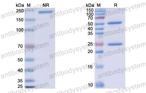 Валидация SDS-PAGE - AntibodySystem RHJ92820