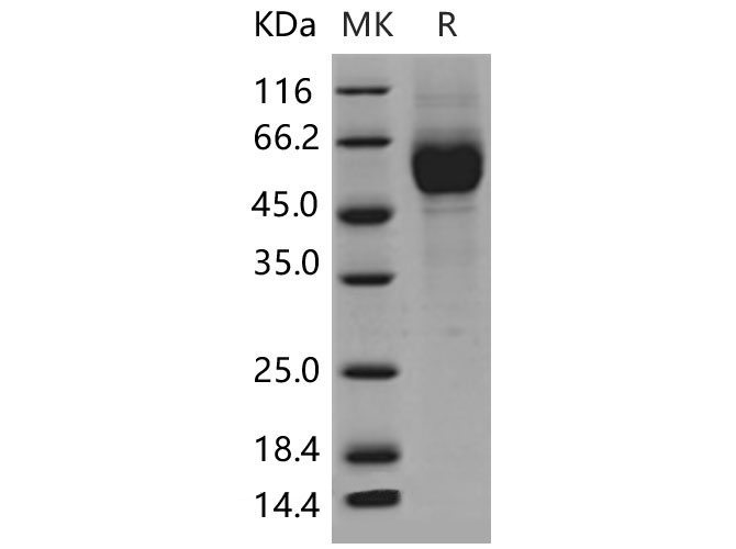 Валидация Elabscience PKSM040477(4472)