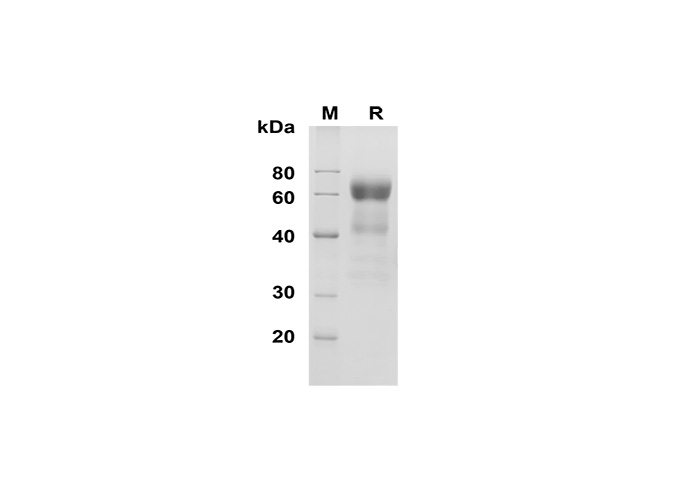 Валидация Elabscience PDMH100309(921)