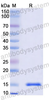 Валидация SDS-PAGE - AntibodySystem RXX10102
