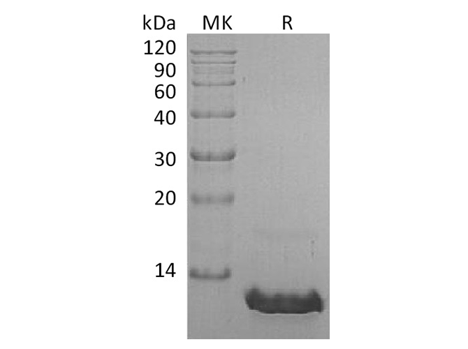 Валидация Elabscience PKSH033731(4009)