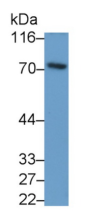51435