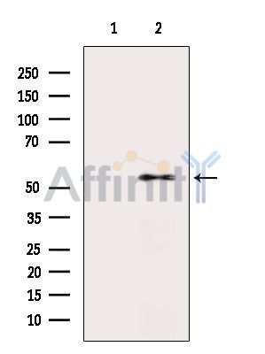 Валидация Affinity DF14381 - 10306