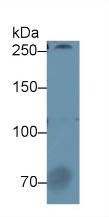 9426