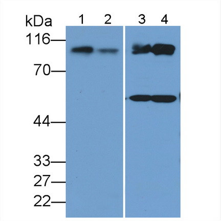 5404