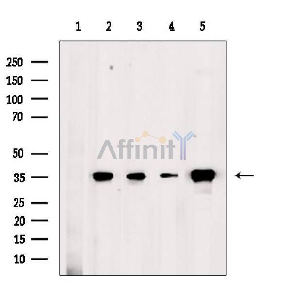 Валидация Affinity DF5078 - 16992