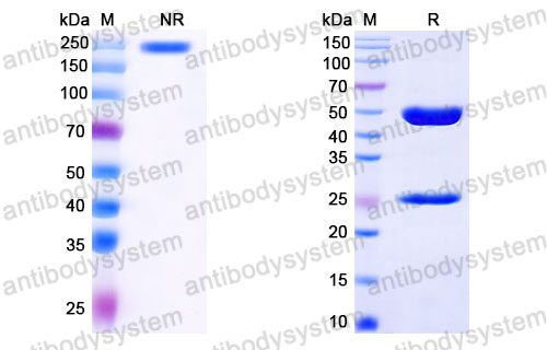 Валидация SDS-PAGE - AntibodySystem FMB96710