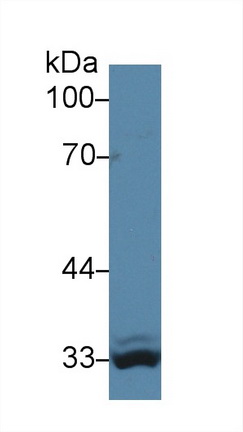 14268