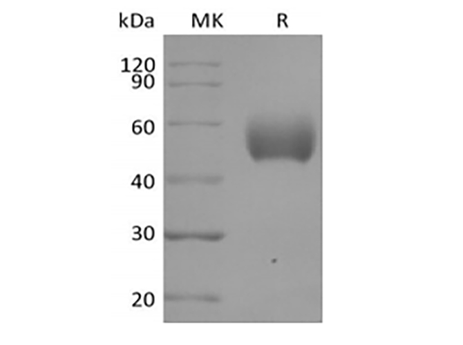 Валидация Elabscience PKSH033882(4114)