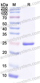 YHG10502, SDS-PAGE