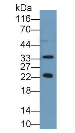 36740