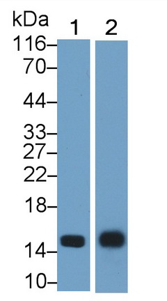 36292