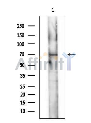 Валидация Affinity DF14718 - 10787