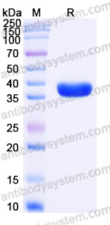 YHF40203, SDS-PAGE