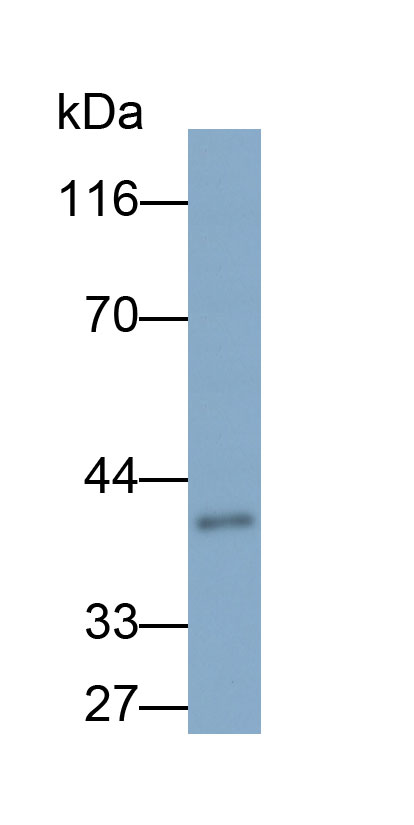 33466