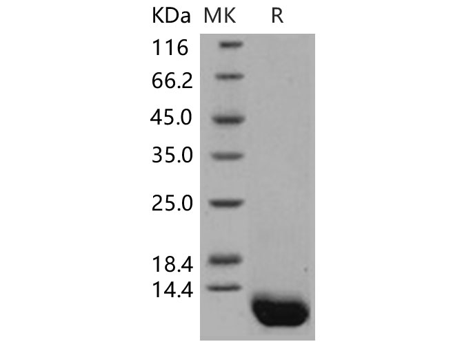 Валидация Elabscience PKSH031511(2205)