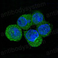 Валидация IF - AntibodySystem RHD68501