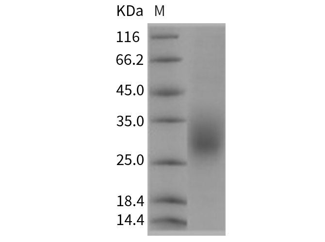 Валидация Elabscience PKSR030224(5582)