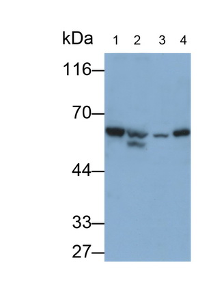3123