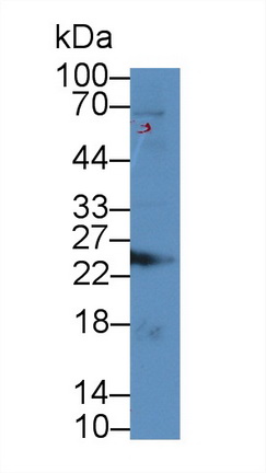 12445