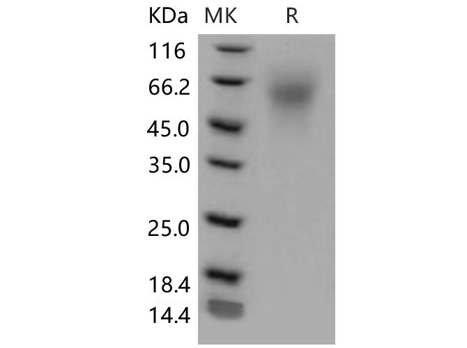 Валидация Elabscience PKSM040620(4605)