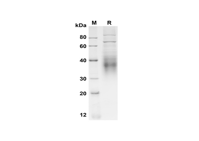 Валидация Elabscience PDMM100183(1143)