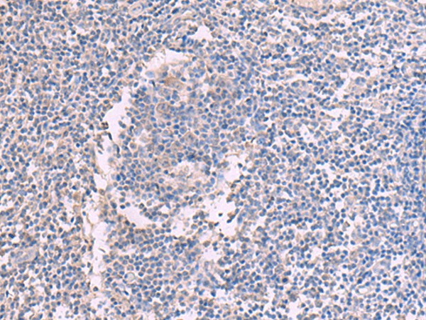 Валидация Elabscience E-AB-52986