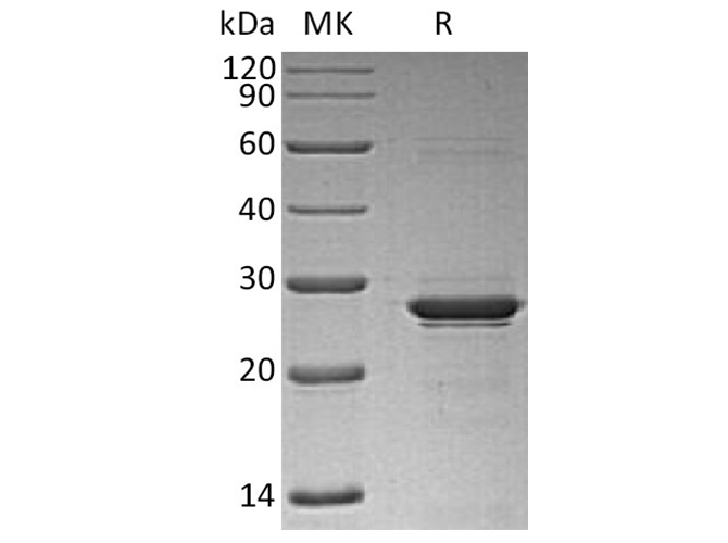 Валидация Elabscience PKSH033574(3869)