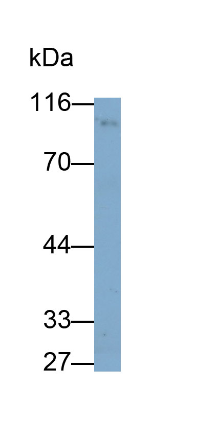 56167