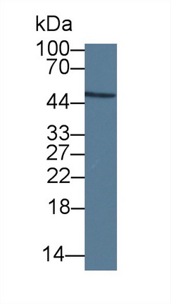 14862