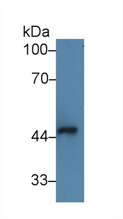 14219