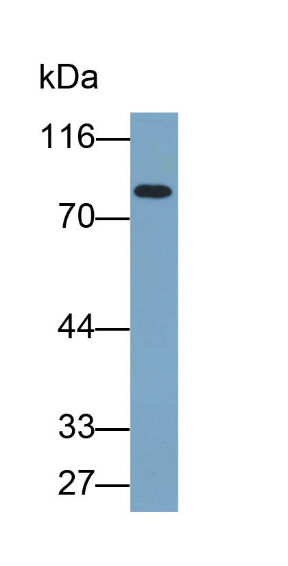 33120