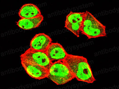 Валидация IF - AntibodySystem RHG81001