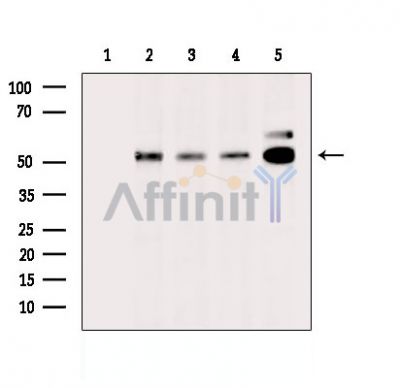 Валидация Affinity DF16046 - 12598