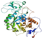 Inosine-5"-Monophosphate Dehydrogenase 1 (IMPDH1)