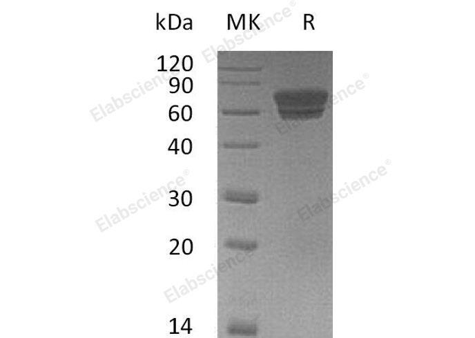 Валидация Elabscience PKSM041006(4940)