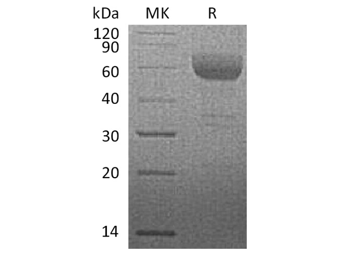 Валидация Elabscience PKSQ050075(5444)