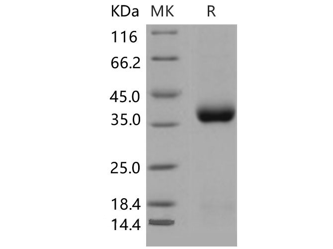 Валидация Elabscience PKSM040531(4521)