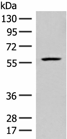Валидация Elabscience E-AB-19886